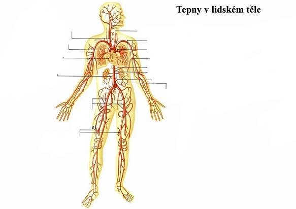 tepny v lidském těle Diagram | Quizlet