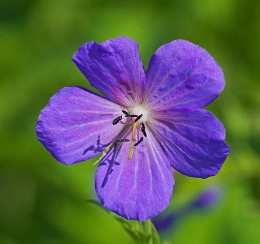 Geranium pratense