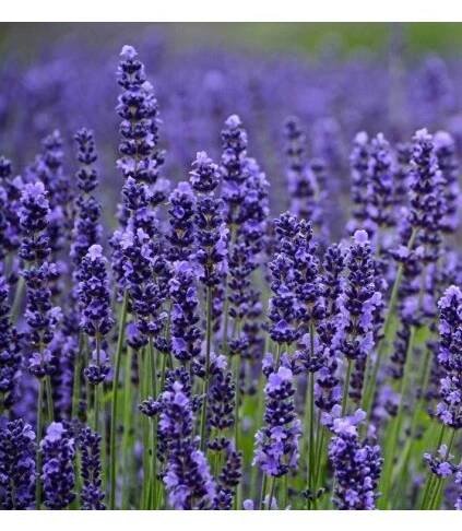 Lavandula angustifolia MUNSTEAD STRAIN - levandule úzkolistá