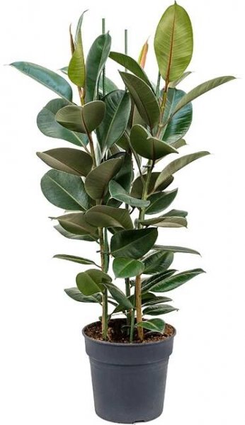 Ficus Elastica Robusta 30x110cm
