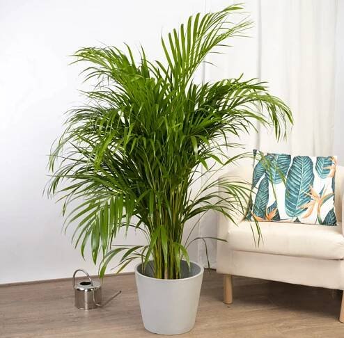 La areca es una palmera multicaule