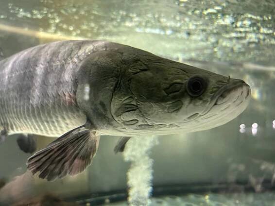 Vodní MiniZOO Baška foto 3
