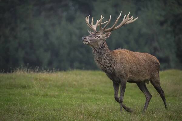 Jelen (Cervus elaphus)
