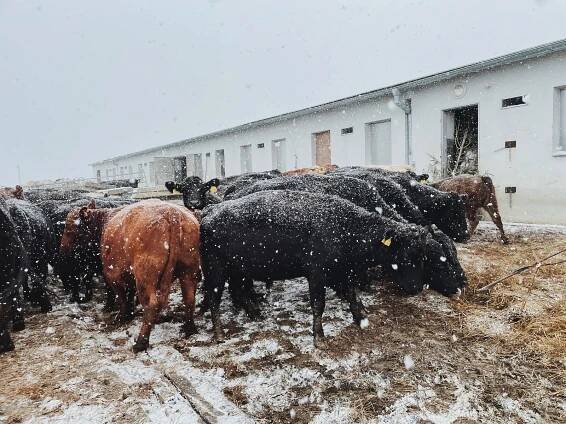 Zimní romantika na farmě: počítání oveček a tak trochu jiná vyjížďka na bobech