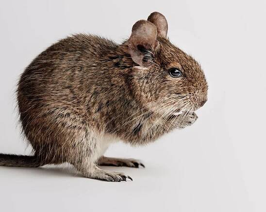 Minimal Animal Fine art phtotography — Jiri Lizler Photography