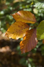 Buk lesní Atropurpurea - podzimní listy (Fagus sylvatica)
