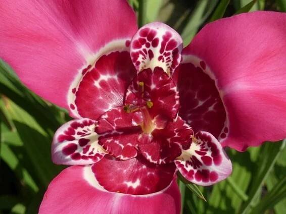 Tigridia pavonia