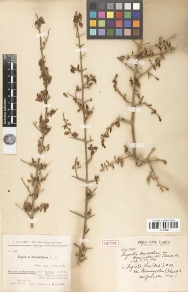 Sageretia brandrethiana