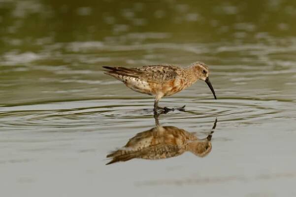 kudrnatý brusný papír (calidris ferruginea) - koliha slukovití - stock snímky, obrázky a fotky