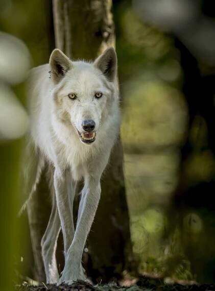 Mike Caroff Photography | Wildlife Photography