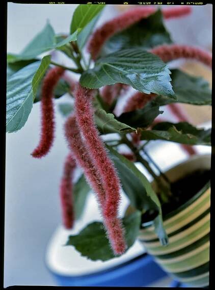 Akalyfa / Acalypha hispida