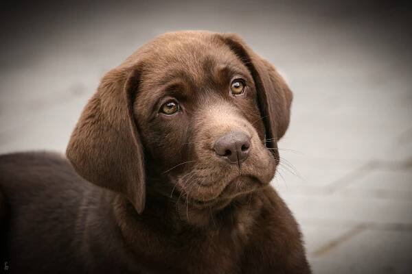 Hundefotografie – sgphotoart.de