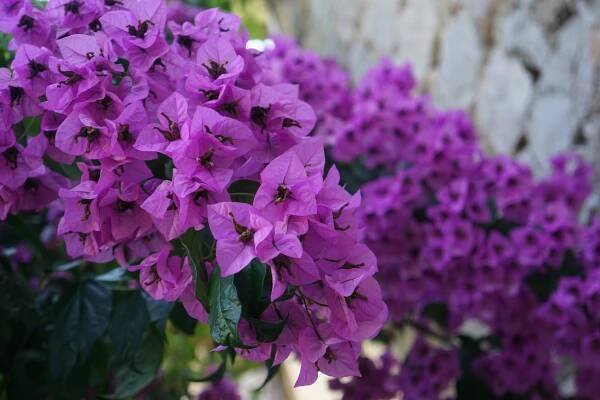 Bugenvilea (Zdroj: Shutterstock)