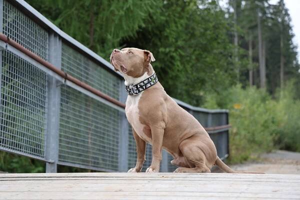 Elize Ambully Kennel foto 2