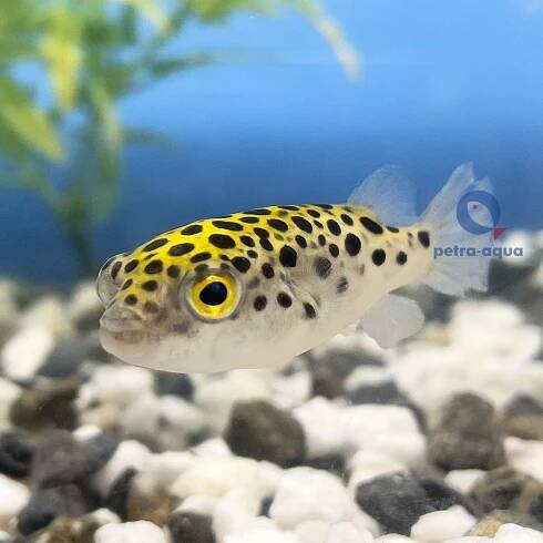 Čtyřzubec zelený - Tetraodon nigroviridis
