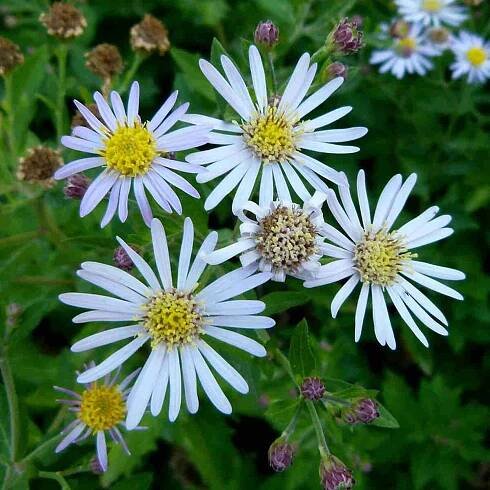 White Aster