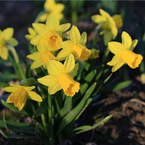 Sazenice Narcis Tete a Tete - Narcissus - cibule narcisů - 3 ks