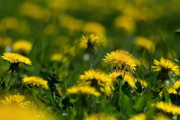 Yellow Dandelions on the Meadow