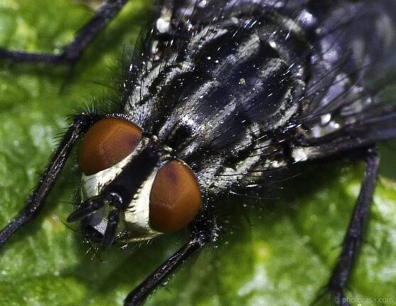 a flesh flys red eyes