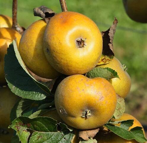 Pommes du Val de Loire : les variétés du verger du Val de Baule