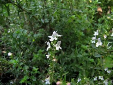 Saturejka zahradní (Satureja hortensis), květy, květenství