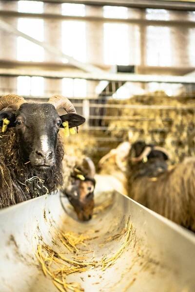 bezplatná Základová fotografie zdarma na téma agroturistika, capra aegagrus hircus, černá koza Základová fotografie