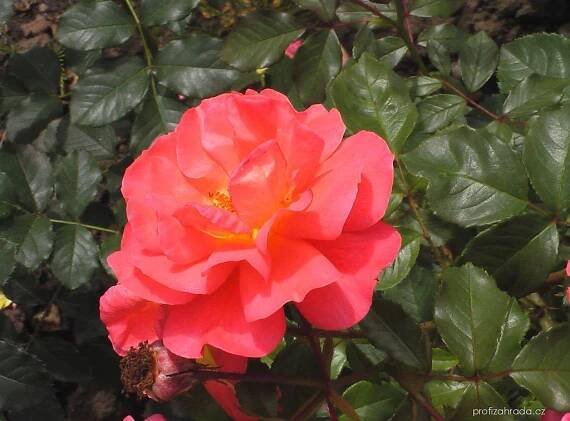 Růže - Rosa Westerland