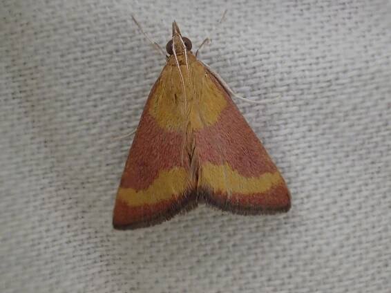 Soubor:Pyrausta castalis 10498306.jpg