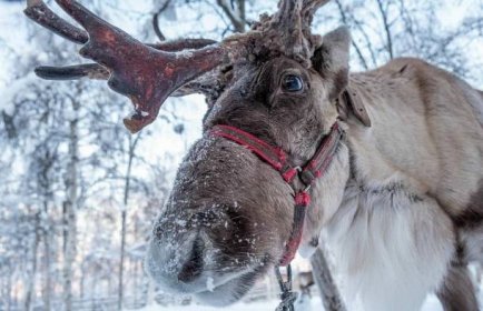 KVÍZ: Co víte o zvířatech, která jsou spojená s Vánocemi?