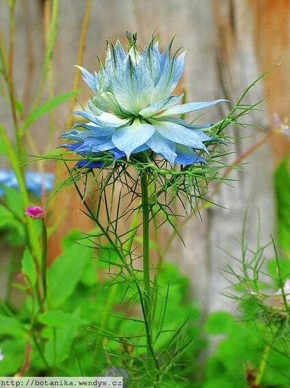 Herbář Wendys - Nigella damascena - černucha damašská