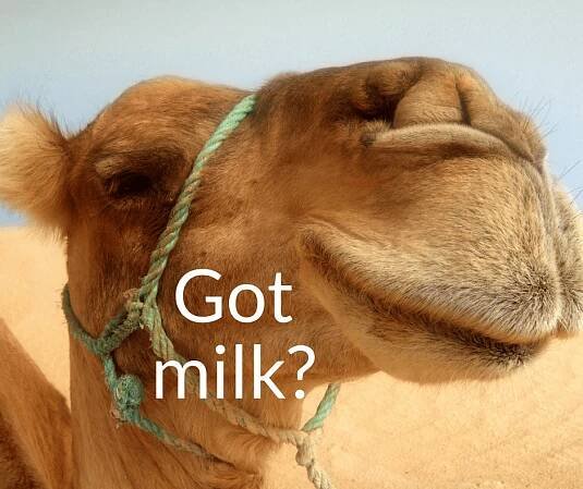 Got Camel Milk? - Toni Fairman
