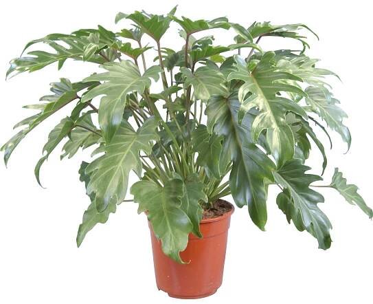 Philodendron Xanadu pr. květináče cca 27 cm