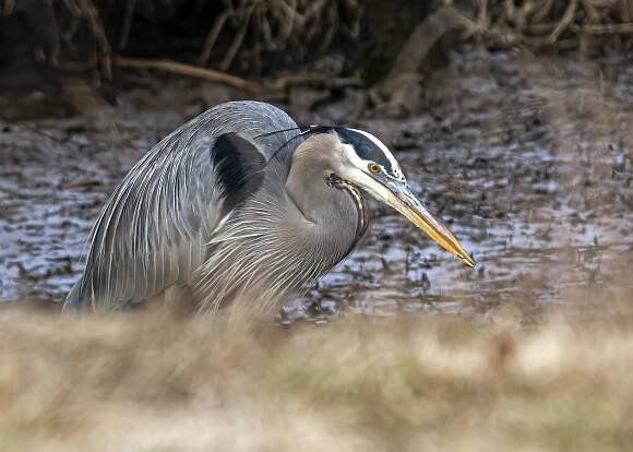 Great Blue Heron | Mike Powell