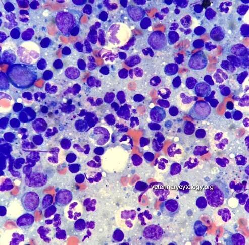 Veterinary Cytology/Haematology Atlas - Veterinary Cytology