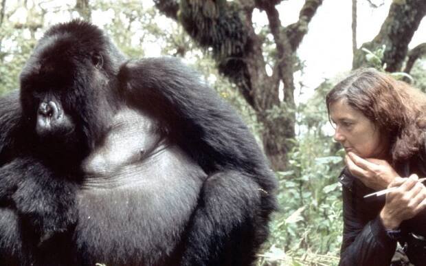 dian fossey
