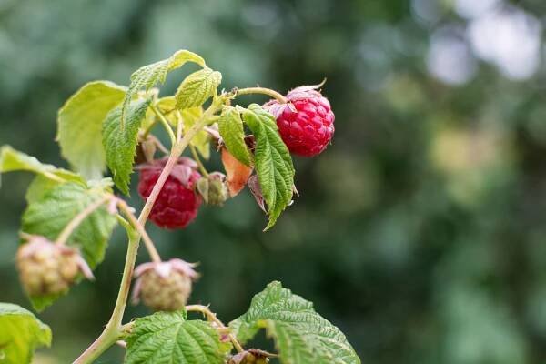 Autumn bliss raspberry variety
