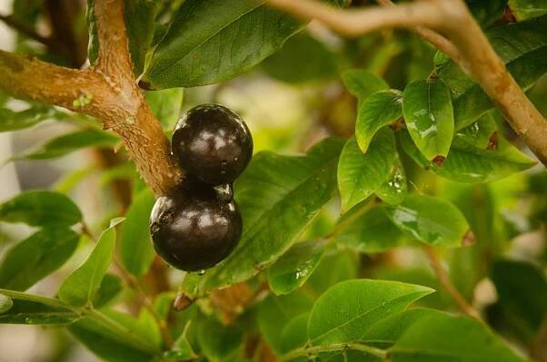 Organically grown Jaboticaba Black & Red varieties