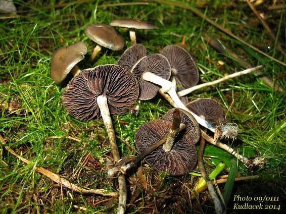 Lysohlávka tajemná česká - Psilocybe serbica var. bohemica - Kudluv fotoatlas hubKudluv fotoatlas hub