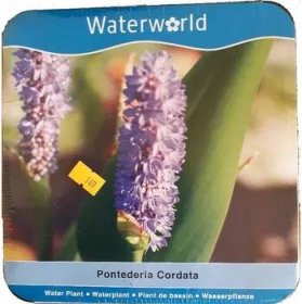 Zahradní jezírko Vodní rostliny - Modráska srdčitá (Pontederia cordata)