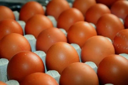Kolik váží vejce? | Žijeme homemade