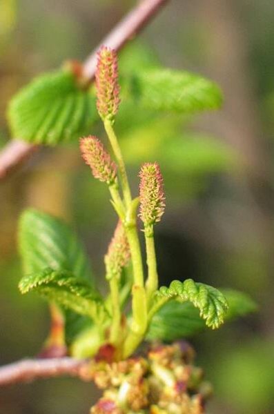 Alnus rugosa (olše svraskalá) | BioLib.cz