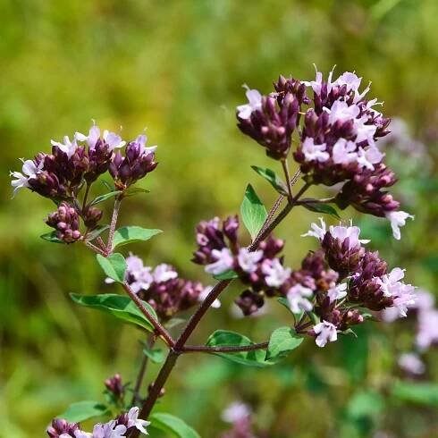 Dobromysl obecná Aromata - Origanum vulgare - semena - 1000 ks