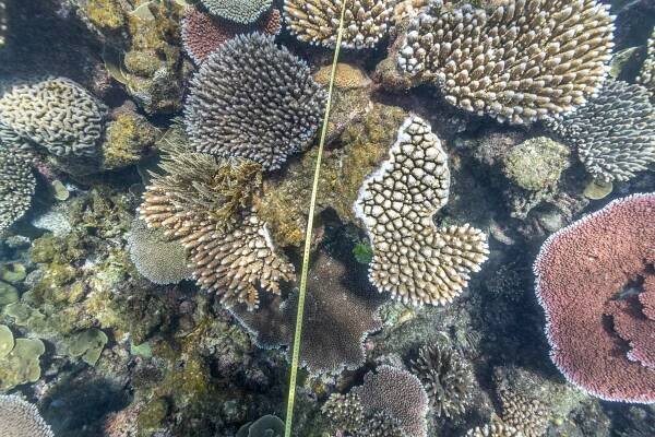 Pixie Reef Data Page 2021 - Jennifer Marohasy