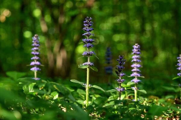 Zběhovec plazivý (Ajuga reptans)