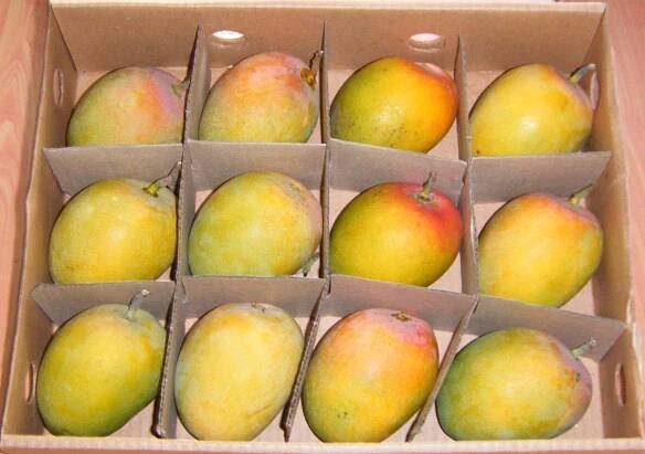 1 Dozen Corrugated Box (Grade 4) Alphonso Hapoos