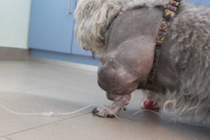 Léčíme absces u psa | Veterinární klinika Vethope