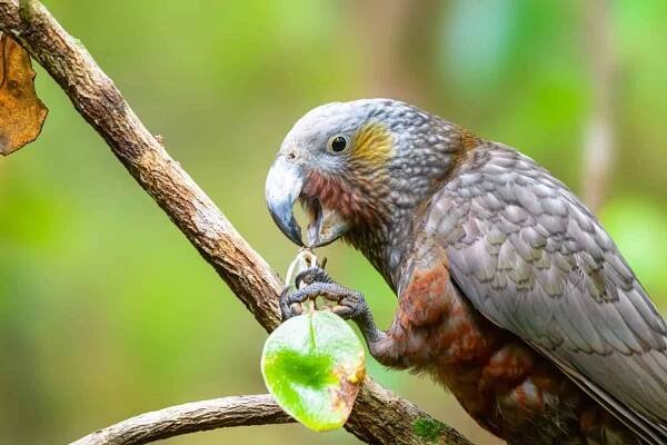 The Kaka is a large forest dwelling parrot that looks similar to the Kea which live in alpine areas. Kaka, Kea and Kakapo are all endemic to New Zealand and are endangeredvulnerable.