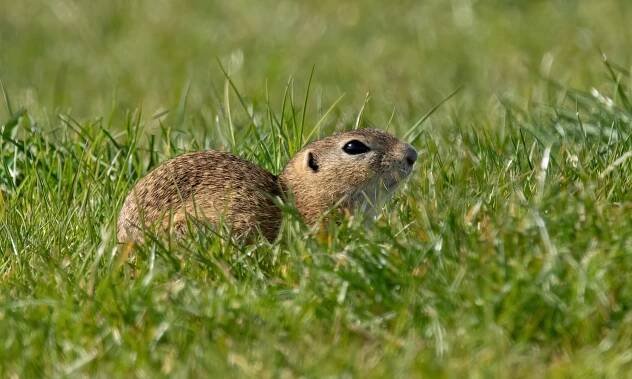 Sysel obecný (Spermophilus citellus)