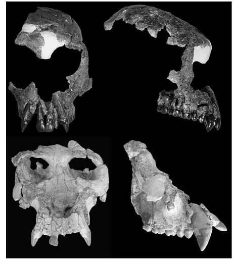 (Upper) Frontal and profile views of Dryopithecus brancoi part skull. (Photograph courtesy D. Begun.) (Lower) Frontal and profile views of Pierolapithecus catalaunicus cranium. (Pho- tograph courtesy S. Moya-Sola) 