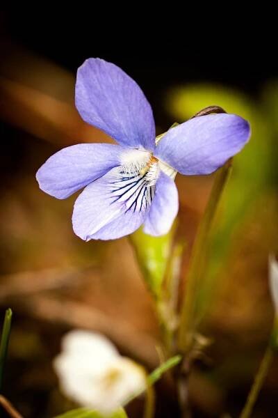 Violka vonná (Viola odorata)